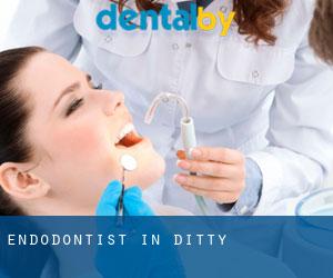 Endodontist in Ditty